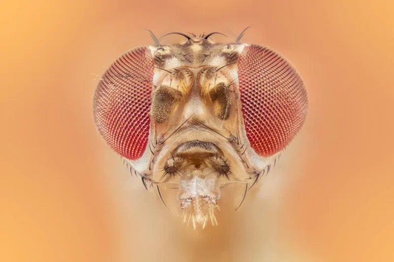 Google_AI_Fruit_Fly_ScientificAmerican_20240401