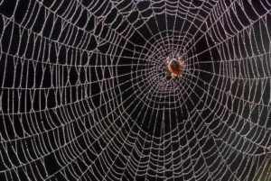 Spiderweb Thread Inspires Ultrasmall Microphones ScientificAmerican 20240522
